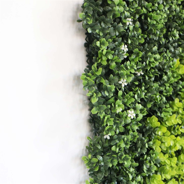Indoor Plant Wall Display