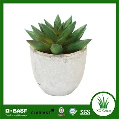 Décoration succulente réaliste haut de gamme Xingu pour les intérieurs modernes